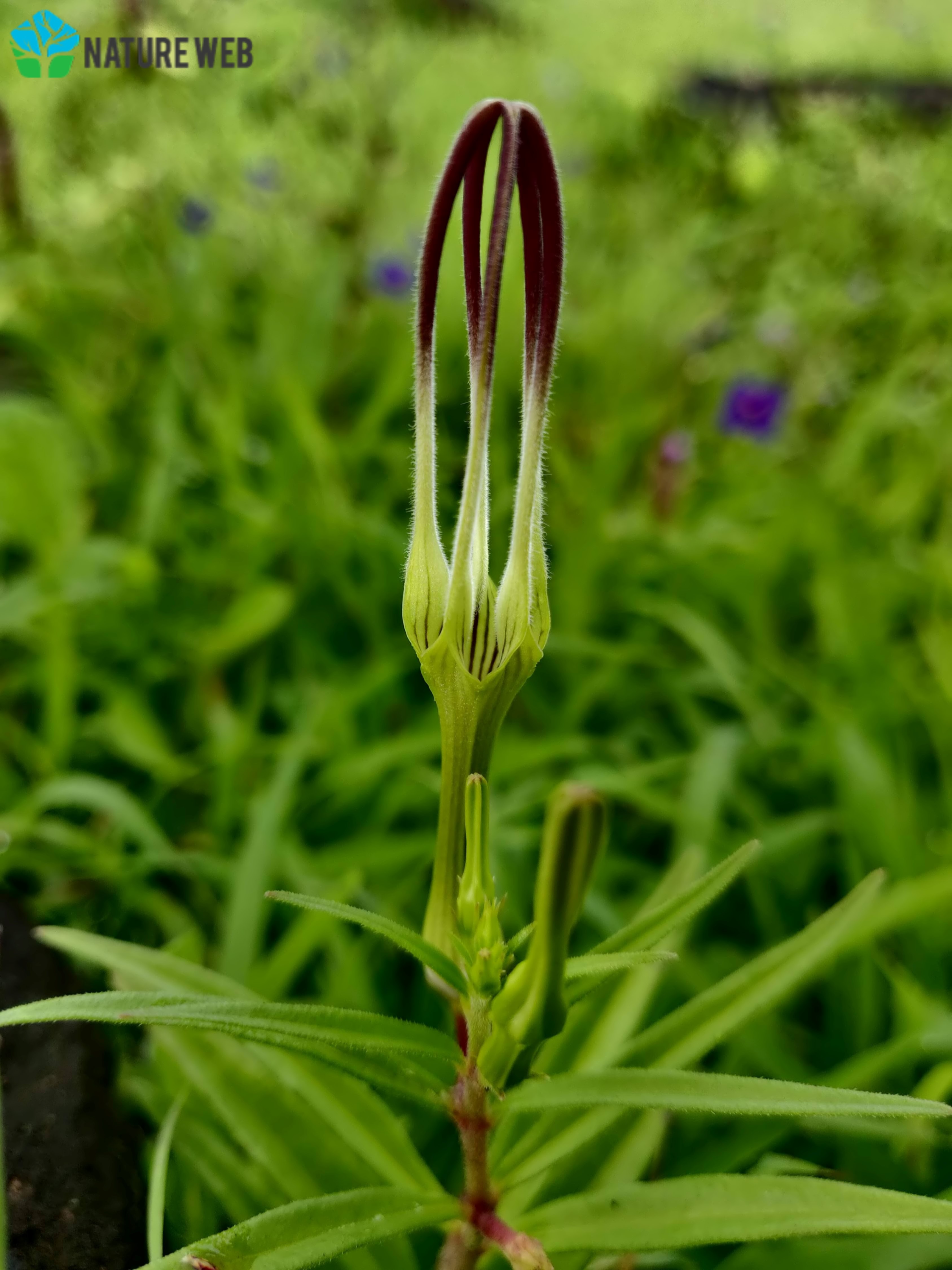 Tender Ceropegia